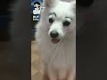 she just smile at😂my cute dog😝🌷