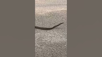 Big Snake | #forest #snake #trending #viral #shorts #short #shortvideo #youtube #summer