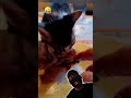 #funnydcat #funny #animals #dog #cat #funnyvideos #funnyvideo #cats #funnyanimals #funnycats #dogs