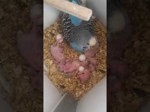 Video: Budgerigar. Ko'paytirish va parvarish qilish