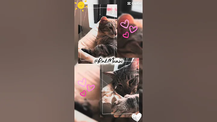 Watch the video about Sun bath#cat #shortsfeed #cute