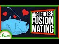 How Anglerfishes Become One With Their Partners