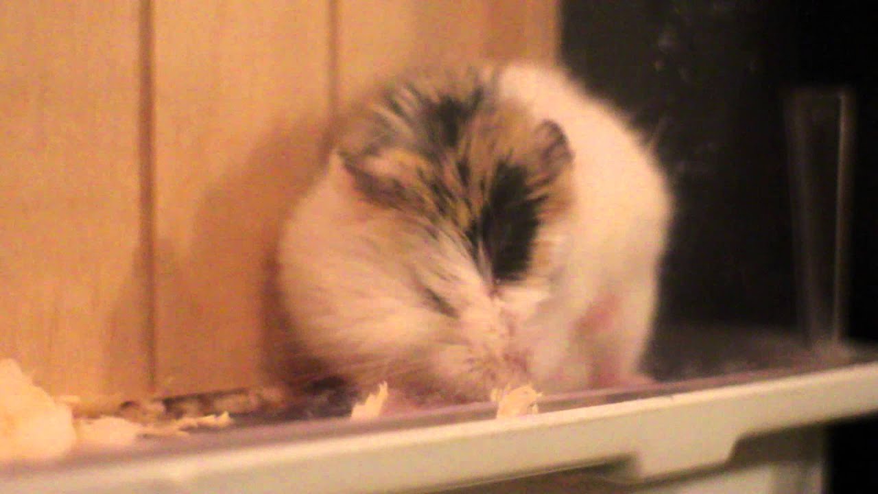 Super cute roborovski dwarf hamster clumsy wake up after sleep YouTube