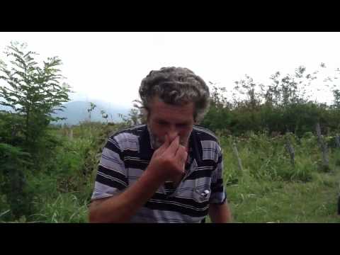 ყურებიდან ბოლს უშვებს