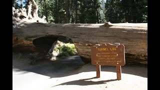 Sequoia National Park. Tunnel Log.  Crescent Meadow Road.