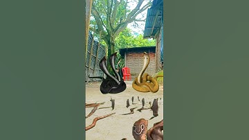 nag nagin ki ladai ho gya #newtrending video #magic snake 🐍 vfx video #shorts #shortsfeed #viral