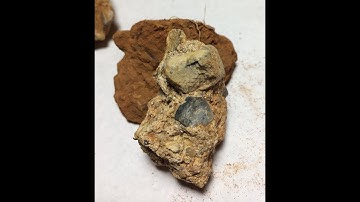 Mudfossil Reptiles in NE Texas Part 3