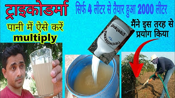 How to multiply TRICHODERMA |ट्राइकोडर्मा को पानी में मल्टिप्लाय करने की विधि|How to use Trichoderma