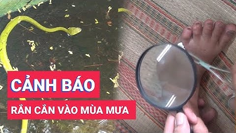 Cảnh báo tình trạng bị rắn cắn gia tăng trong mùa mưa