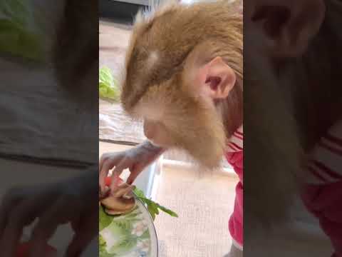 Monkey lifestyle living at home,  #short