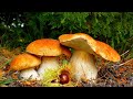 Поездка за грибами.Trip for mushrooms.Eine Reise nach Pilzen.