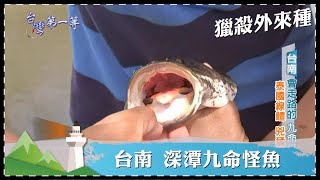 台灣第一等【獵殺外來種 日月潭 魔鬼魚／嘉義水上 沙氏變色蜥蜴／台南 深潭九命怪魚】 _精選特輯