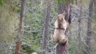 Medved stromolezec