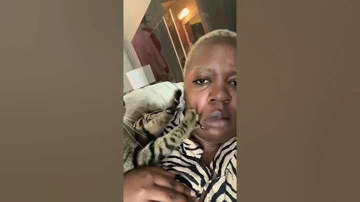 Video 10338511: cat pets funnycats, funnycats happy cats, happy funny pet cats