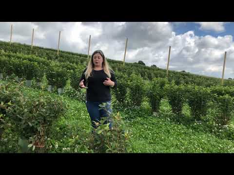 Video: Hva er honningbær: pleie og dyrking av honningbær