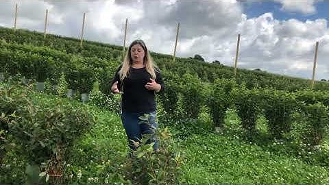 An introduction to the honeyberry