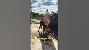 Sapi simental #shorts #sapi #sapisimental