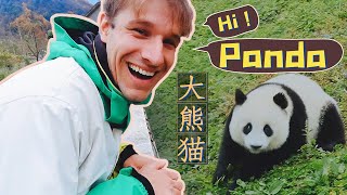 黑白萌宠我来了德国小伙给大熊猫做后勤“津津有味”的一天| 生态中国