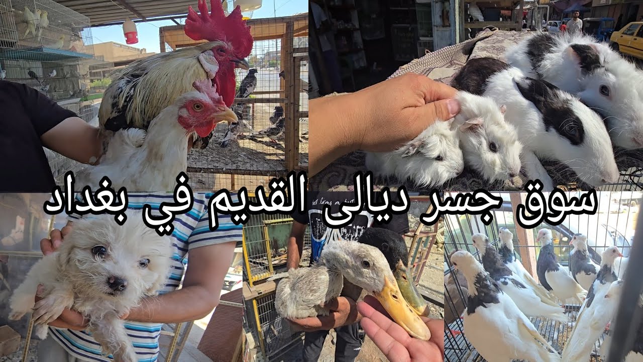 سوق الجسر القديم في بغداد انواع الحيوانات والطيور[جسر ديالى ]السبت/ 2024/9/٢١