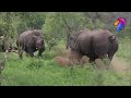 Sounds That a Rhino Makes | Latest Kruger Sightings