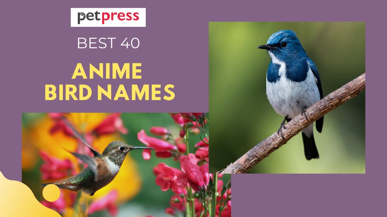 The Most 40 Unique Anime Inspired Bird Names - bird enthusiasts rejoice!