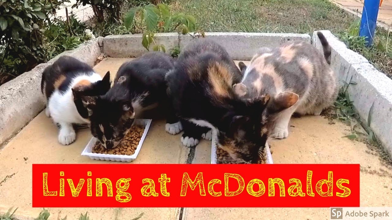Cats live at McDonalds