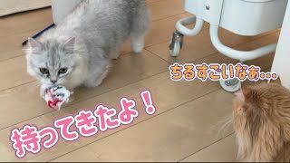 犬のように遊ぶ猫が可愛すぎました...！