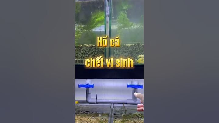 Hồ cá đục ngầu, chết vi sinh thì phải làm sao?