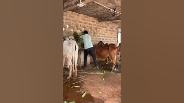 Devayat Khavad Fram 🏠 Short Treding video