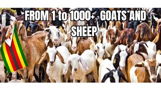 One Goat A Month How He Built 1000 Animal Empire