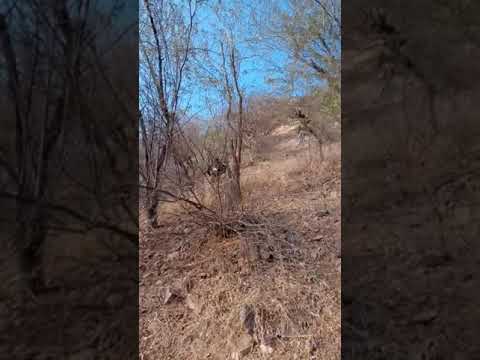 Pithair video(1)