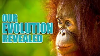 PRIMATES - Our EVOLUTION Revealed | Short Documentary by Nature's Wonder 459 views 3 months ago 29 minutes