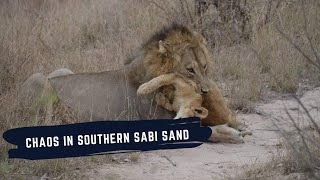 PRIDE TAKE OVER BY THE NKHULU MALES - STYX LIONESS DIES AFTER AN ALTERCATION WITH THE SOUTHERN PRIDE