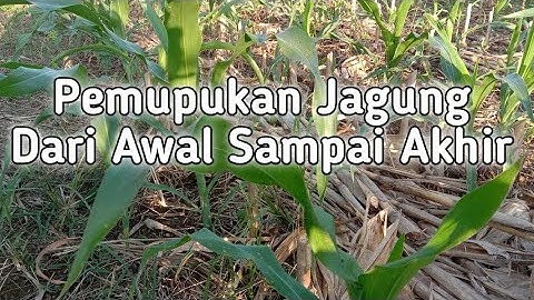 PEMUPUKAN JAGUNG DARI AWAL SAMPAI AKHIR
