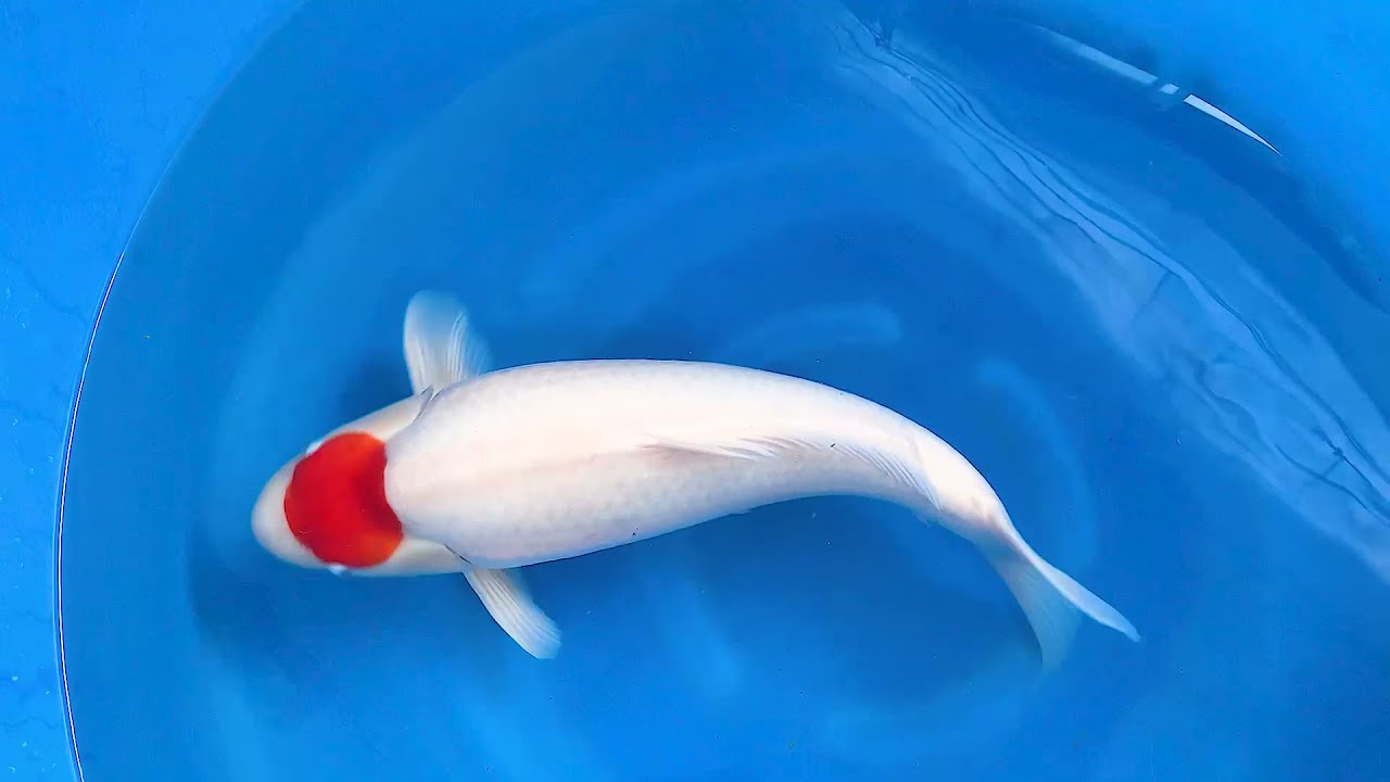 大日養鯉場株式会社 DAINICHI KOI FARM - 小千谷市 