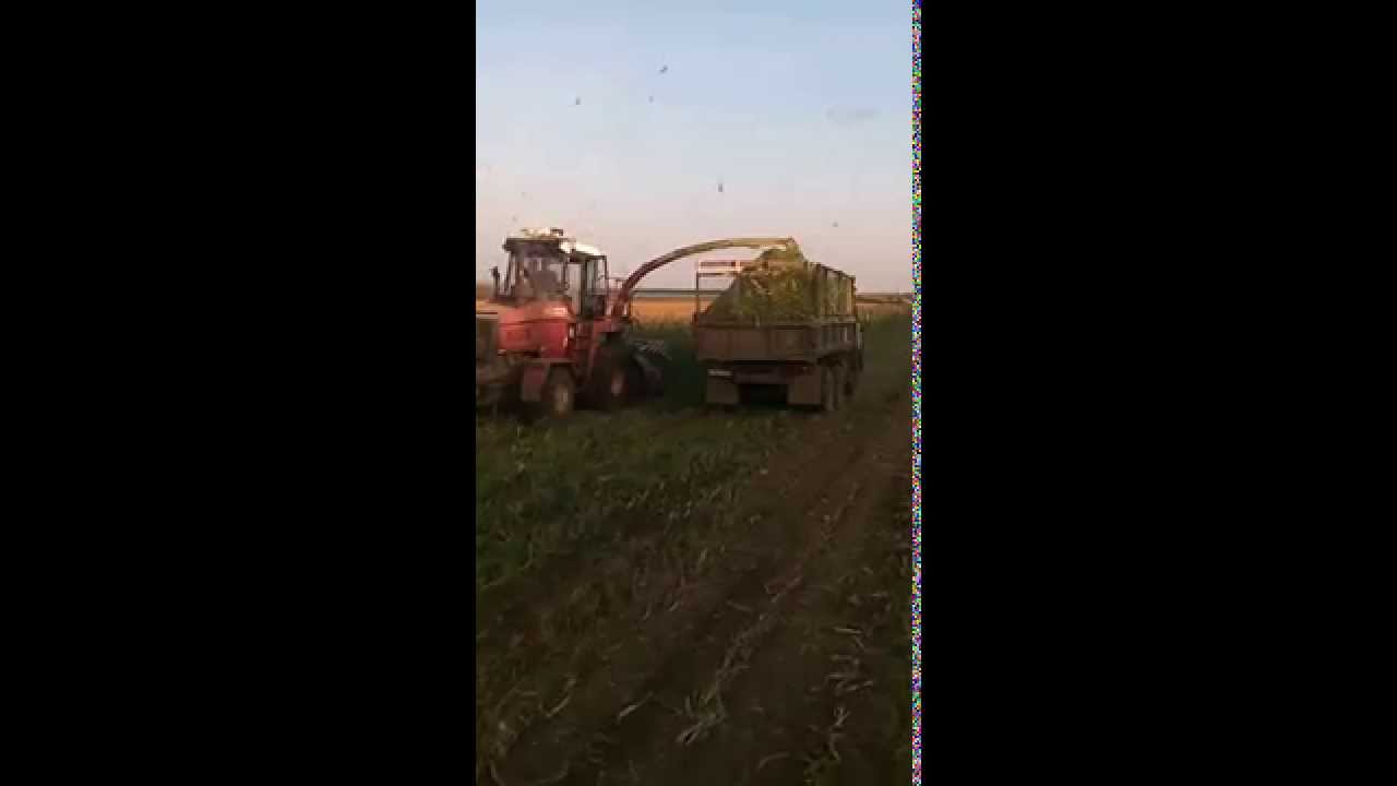 Камазы возят силос