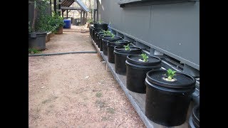 Off the Grid  Kratky Method of Hydroponics (guerilla buckets)