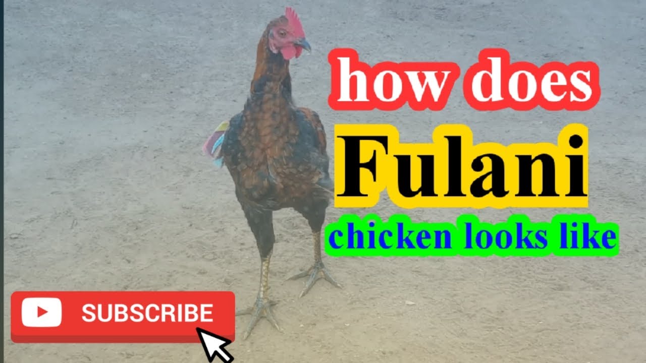 How to identify fulani chicken in Nigeria - YouTube