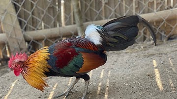 Qaib qu f1 zoo nkauj heev li nawb