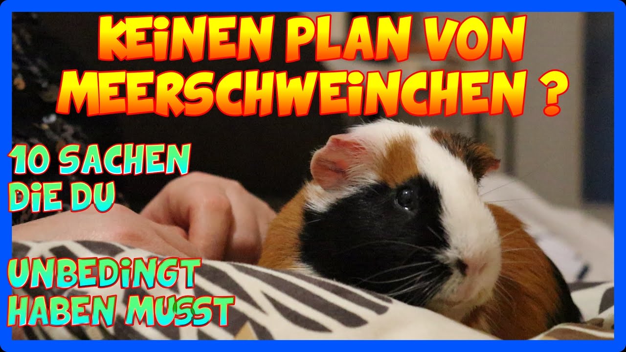 🐹 10 wichtige Punkte für den Meerschweinchen Start 🐹