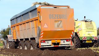Belgian Mud Wrestling in Maize | Krone BiG X 850 on Tracks | Dezeure Trailers w/ Drive Axles