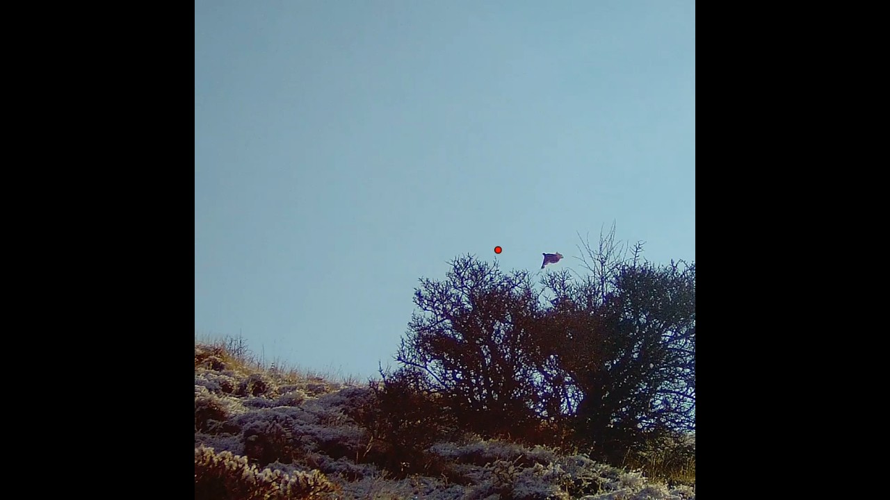 Partridge hunting,охота на куропатку, chasse à la perdrix, صيد الحجل