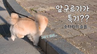 숏다리의 비애... 산책하다가 식겁한 포메라니안 Vlog 강아지 일상.