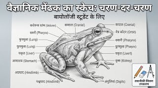 How to Draw and Label a Frog Step by Step | Biology Student Guide