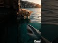 Curious Cat Meets a Shark on the Shore…🐱🦈