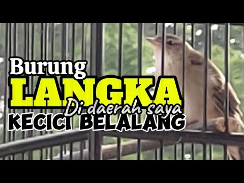 KECICI BELALANG || burung LANGKA di daerah saya || ngeriwik pagi hari habis mandi pagi