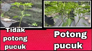 Perbandingan potong pucuk dan tidak potong pucuk untuk tanaman cili | @M.soleh_49