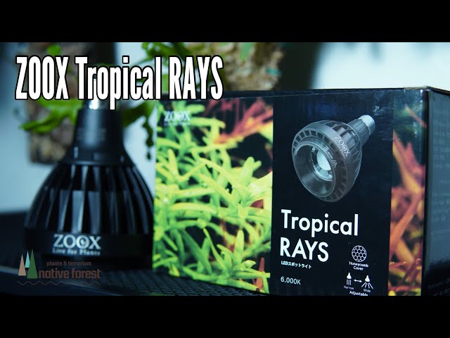 トロピカルレイズ　Tropical RAYS  スポットLED