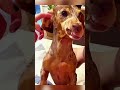 Funny moments of animals #petshorts #animalfailsfunny #animals being derps #funny pet fails