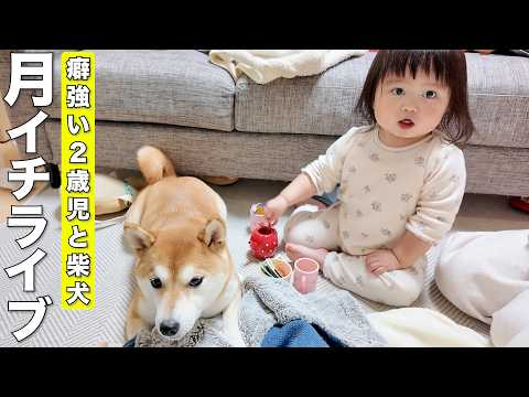 【19時開始予定】2ヶ月ぶり！おしゃべり2歳児とまったり柴犬のライブ！